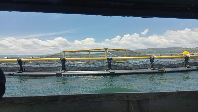 Fish farm on Lake Victoria 