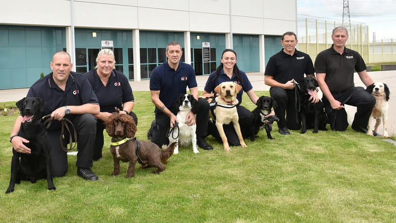 Drug detection dogs