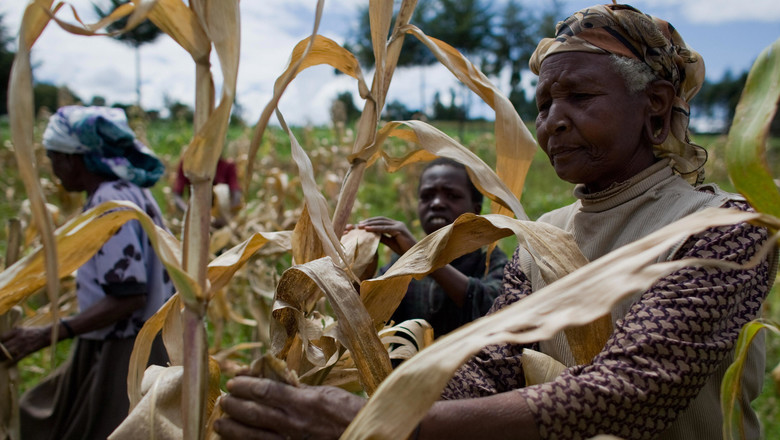 Women collecting crop