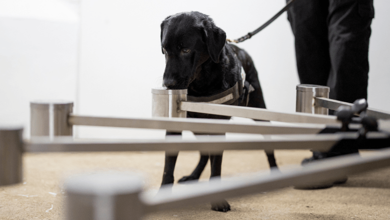 Canine Training Room