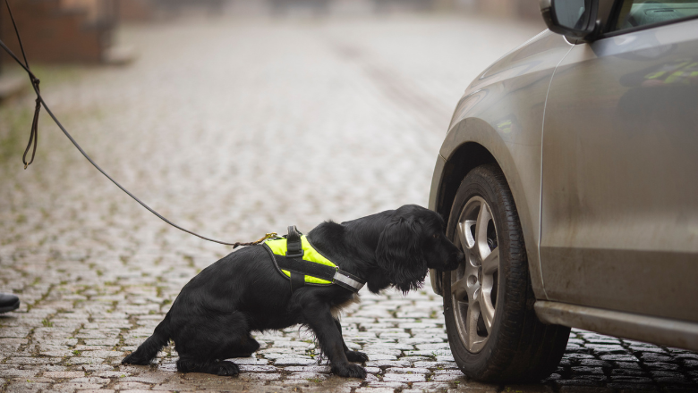 Explosive Detection Dogs