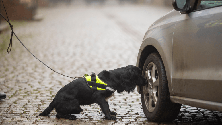 Explosive Detection Dogs