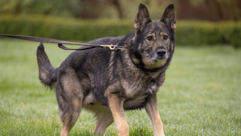 General Purpose Security Dogs