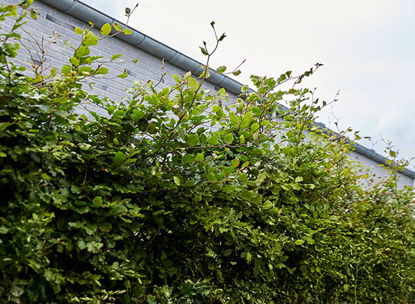 Høj hæk ved hus