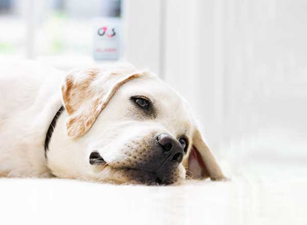 Familiens hund sover foran alarmskilt