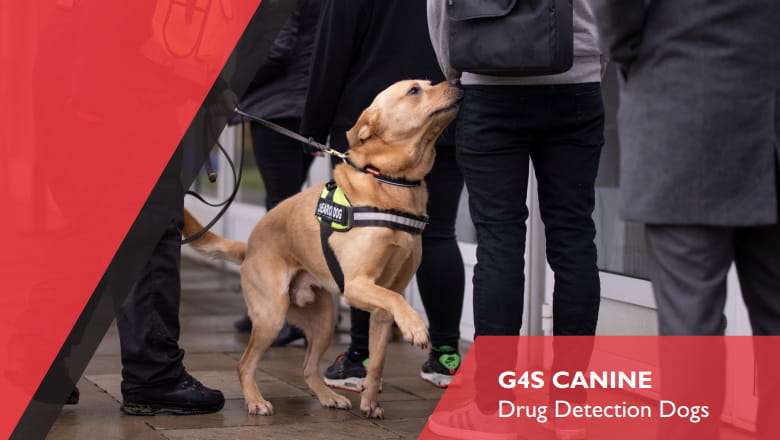 Drug Detection Dogs