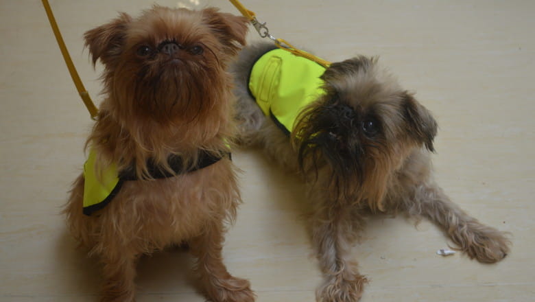 Therapy dogs at HMP Parc