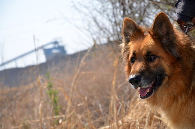 Security Officer and dog on patrol on mine in South Africa