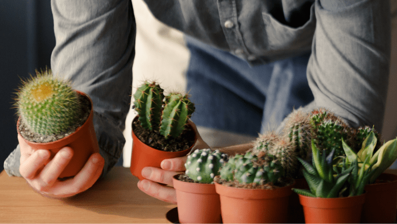 Uz galda izvietoti mini kaktusu stādi, no kuriem divus stādus cilvēks tur rokās. 